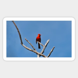 Male Northern Cardinal Perched In A Tree Sticker